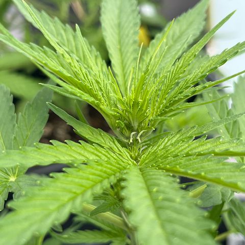 Triple G Automatic (Torsten) growlog timeline photo