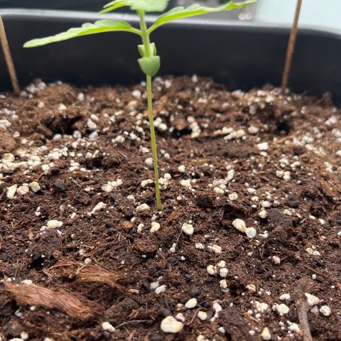Runtz F1 Automatic (Amsel) growlog timeline photo