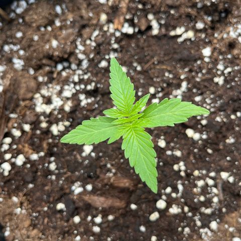 Runtz F1 Automatic (Amsel) growlog timeline photo