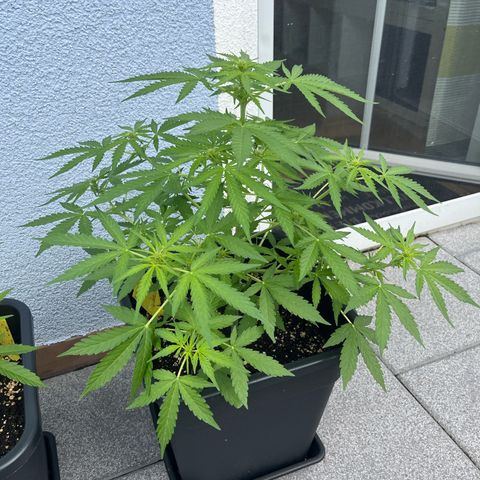 Haze Berry Automatic (Ulrich) growlog timeline photo