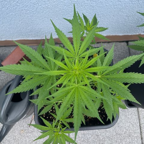 Triple G Automatic (Torsten) growlog timeline photo