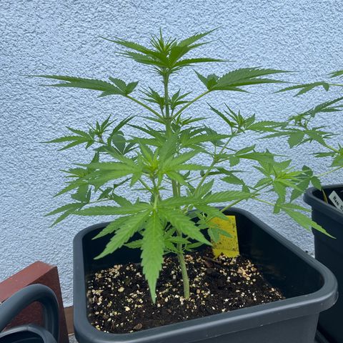Triple G Automatic (Torsten) growlog timeline photo