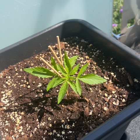 Runtz F1 Automatic (Amsel) growlog timeline photo