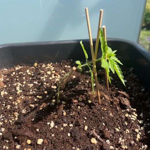 Runtz F1 Automatic (Amsel) growlog timeline photo