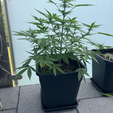 Haze Berry Automatic (Ulrich) growlog timeline photo