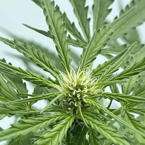 Haze Berry Automatic (Ulrich) growlog timeline photo