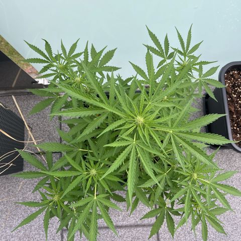 Haze Berry Automatic (Ulrich) growlog timeline photo