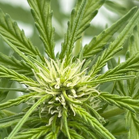 Haze Berry Automatic (Ulrich) growlog timeline photo