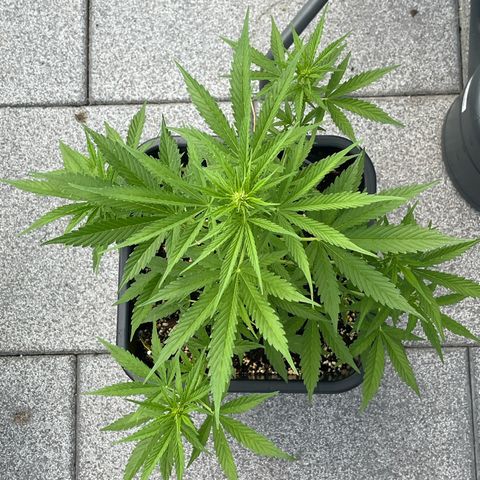 Triple G Automatic (Torsten) growlog timeline photo