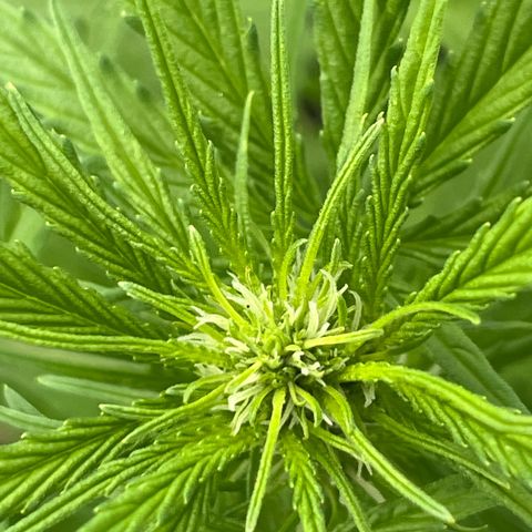 Triple G Automatic (Torsten) growlog timeline photo