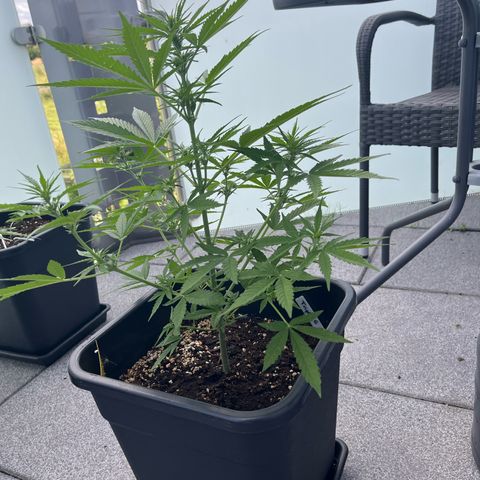 Triple G Automatic (Torsten) growlog timeline photo