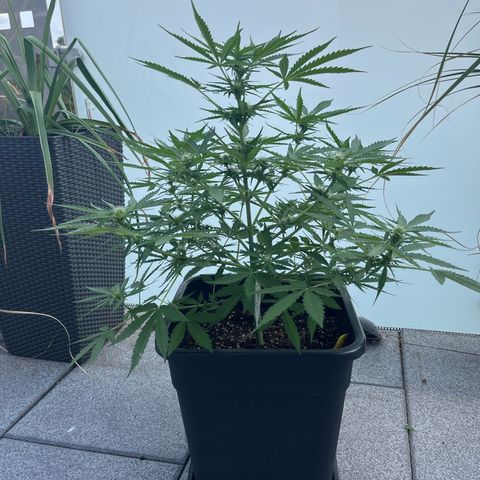 Haze Berry Automatic (Ulrich) growlog timeline photo