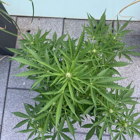Haze Berry Automatic (Ulrich) growlog timeline photo