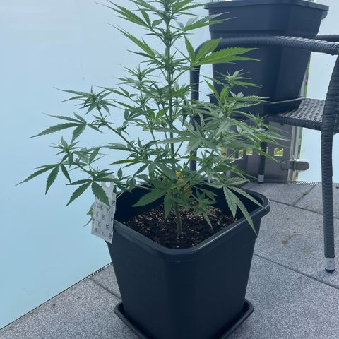 Triple G Automatic (Torsten) growlog timeline photo