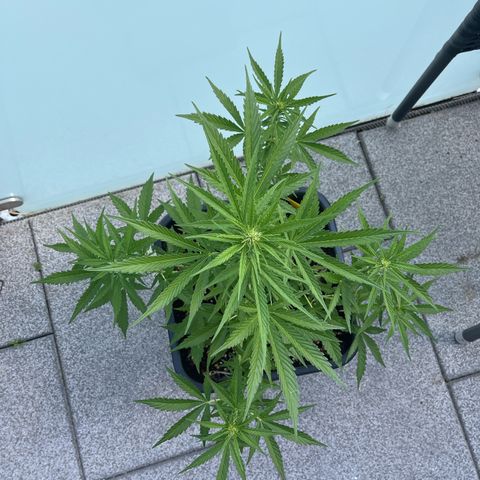 Triple G Automatic (Torsten) growlog timeline photo