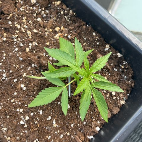 Runtz F1 Automatic (Amsel) growlog timeline photo