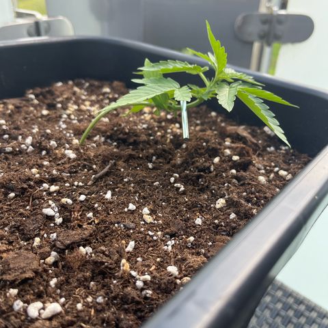 Runtz F1 Automatic (Amsel) growlog timeline photo