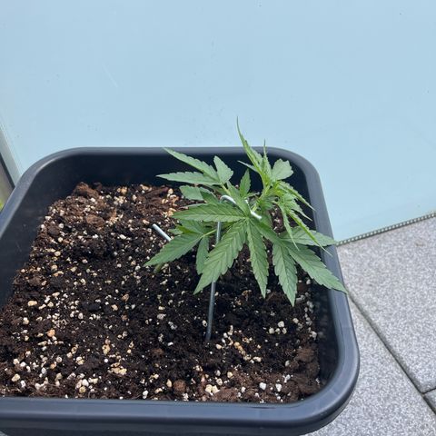 Runtz F1 Automatic (Amsel) growlog timeline photo