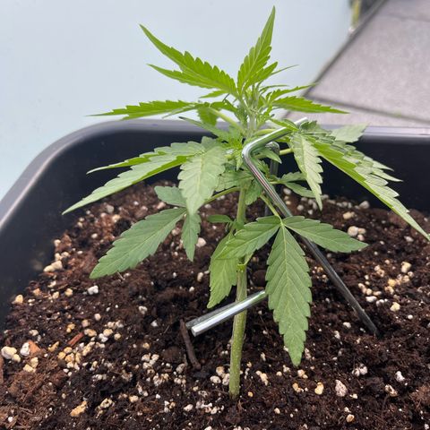 Runtz F1 Automatic (Amsel) growlog timeline photo