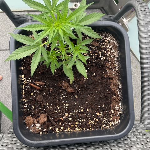 Runtz F1 Automatic (Amsel) growlog timeline photo