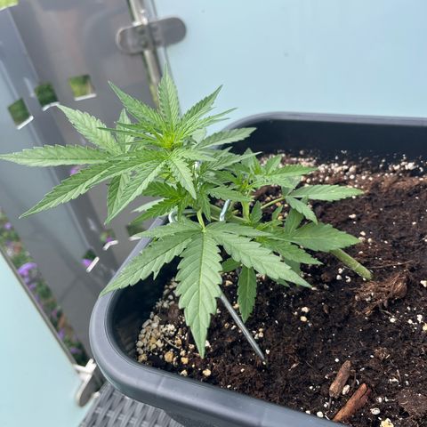 Runtz F1 Automatic (Amsel) growlog timeline photo