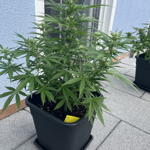 Triple G Automatic (Torsten) growlog timeline photo