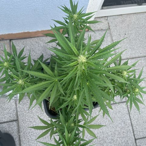 Triple G Automatic (Torsten) growlog timeline photo