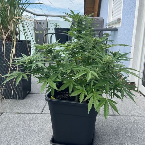 Haze Berry Automatic (Ulrich) growlog timeline photo