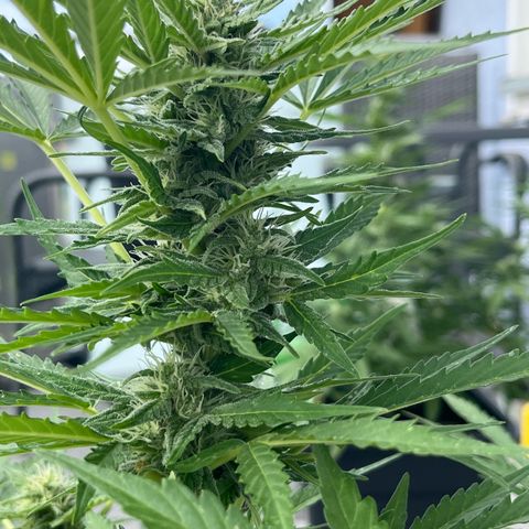 Haze Berry Automatic (Ulrich) growlog timeline photo