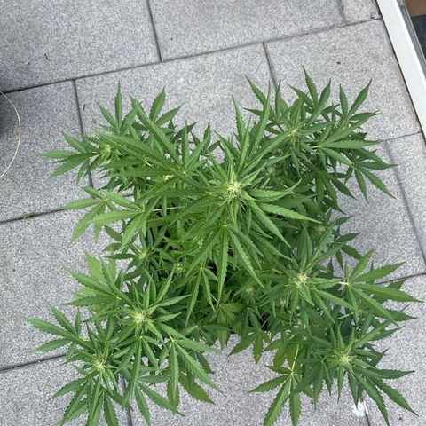 Haze Berry Automatic (Ulrich) growlog timeline photo