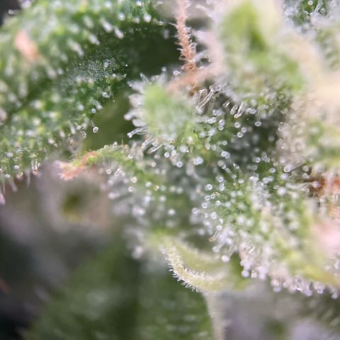Haze Berry Automatic (Ulrich) growlog timeline photo