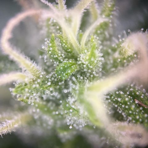 Haze Berry Automatic (Ulrich) growlog timeline photo