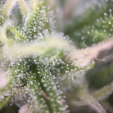 Haze Berry Automatic (Ulrich) growlog timeline photo