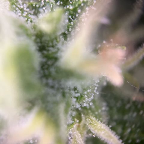 Triple G Automatic (Torsten) growlog timeline photo