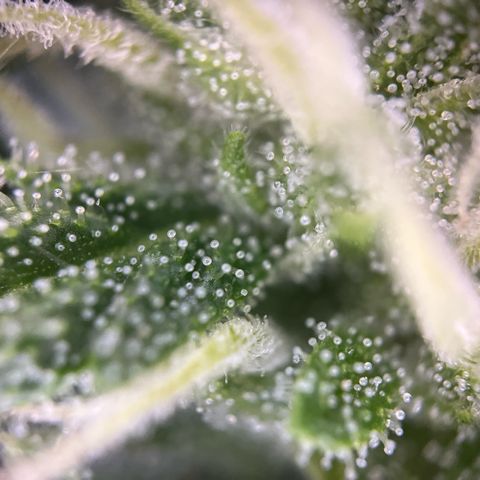 Triple G Automatic (Torsten) growlog timeline photo