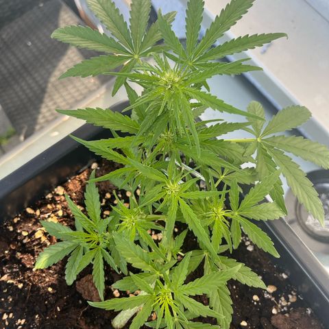 Runtz F1 Automatic (Amsel) growlog timeline photo