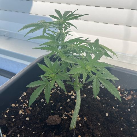 Runtz F1 Automatic (Amsel) growlog timeline photo