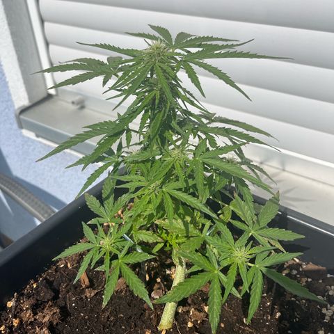 Runtz F1 Automatic (Amsel) growlog timeline photo