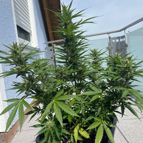 Triple G Automatic (Torsten) growlog timeline photo
