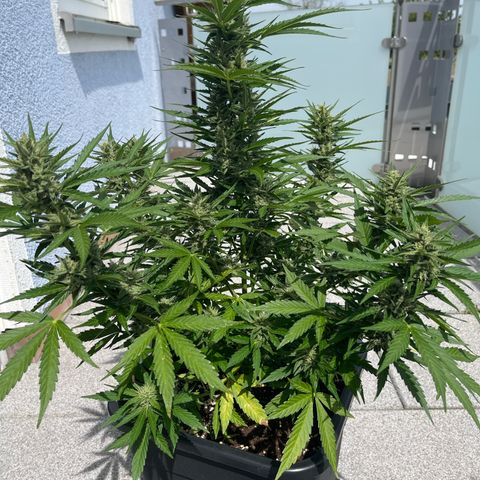 Triple G Automatic (Torsten) growlog timeline photo