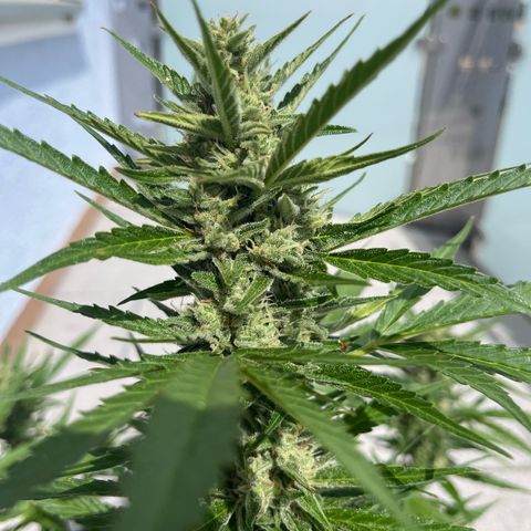 Triple G Automatic (Torsten) growlog timeline photo