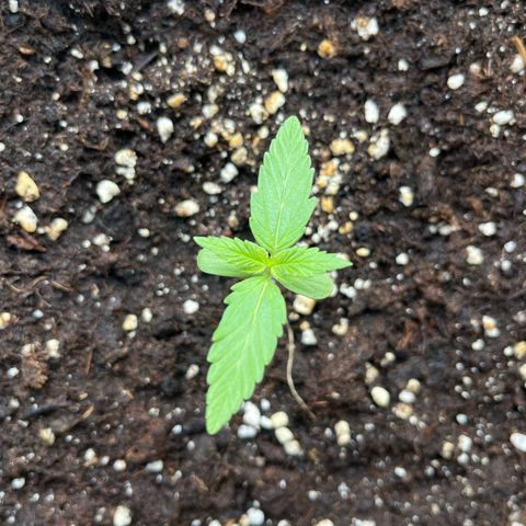 Grease Monkey (Auto) growlog timeline photo