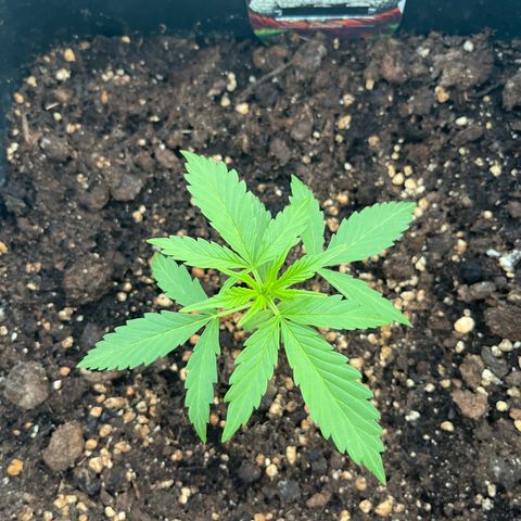 White Trüffel (Auto) growlog timeline photo
