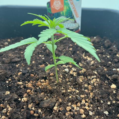 White Trüffel (Auto) growlog timeline photo