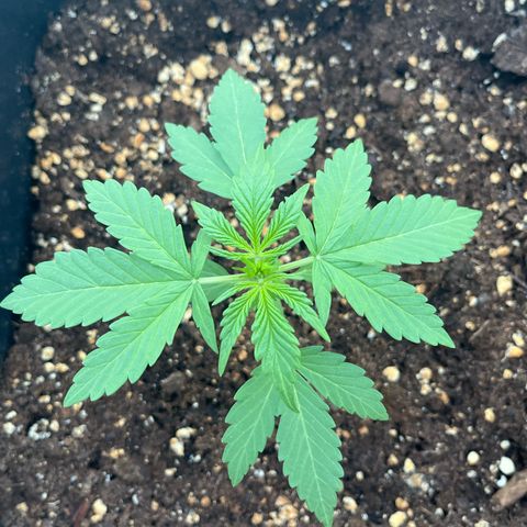 Grease Monkey (Auto) growlog timeline photo