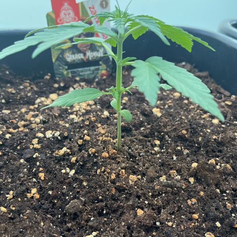 Grease Monkey (Auto) growlog timeline photo
