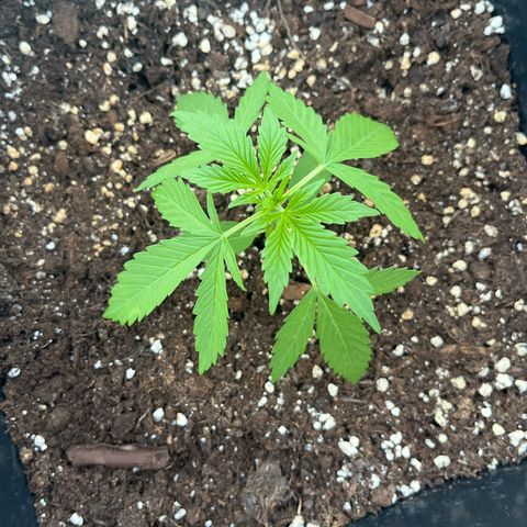Ghost Strain Haze (Auto) growlog timeline photo