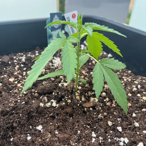 Ghost Strain Haze (Auto) growlog timeline photo