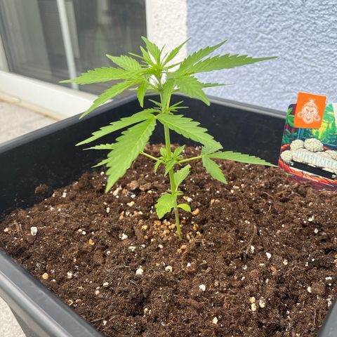 White Trüffel (Auto) growlog timeline photo