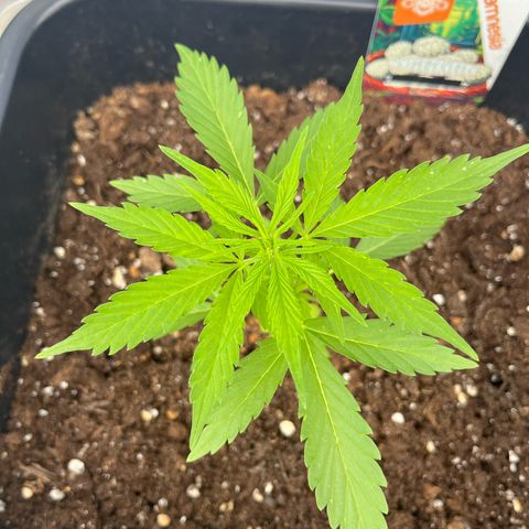 White Trüffel (Auto) growlog timeline photo